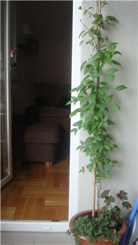 69c29220-balkon 4.JPG